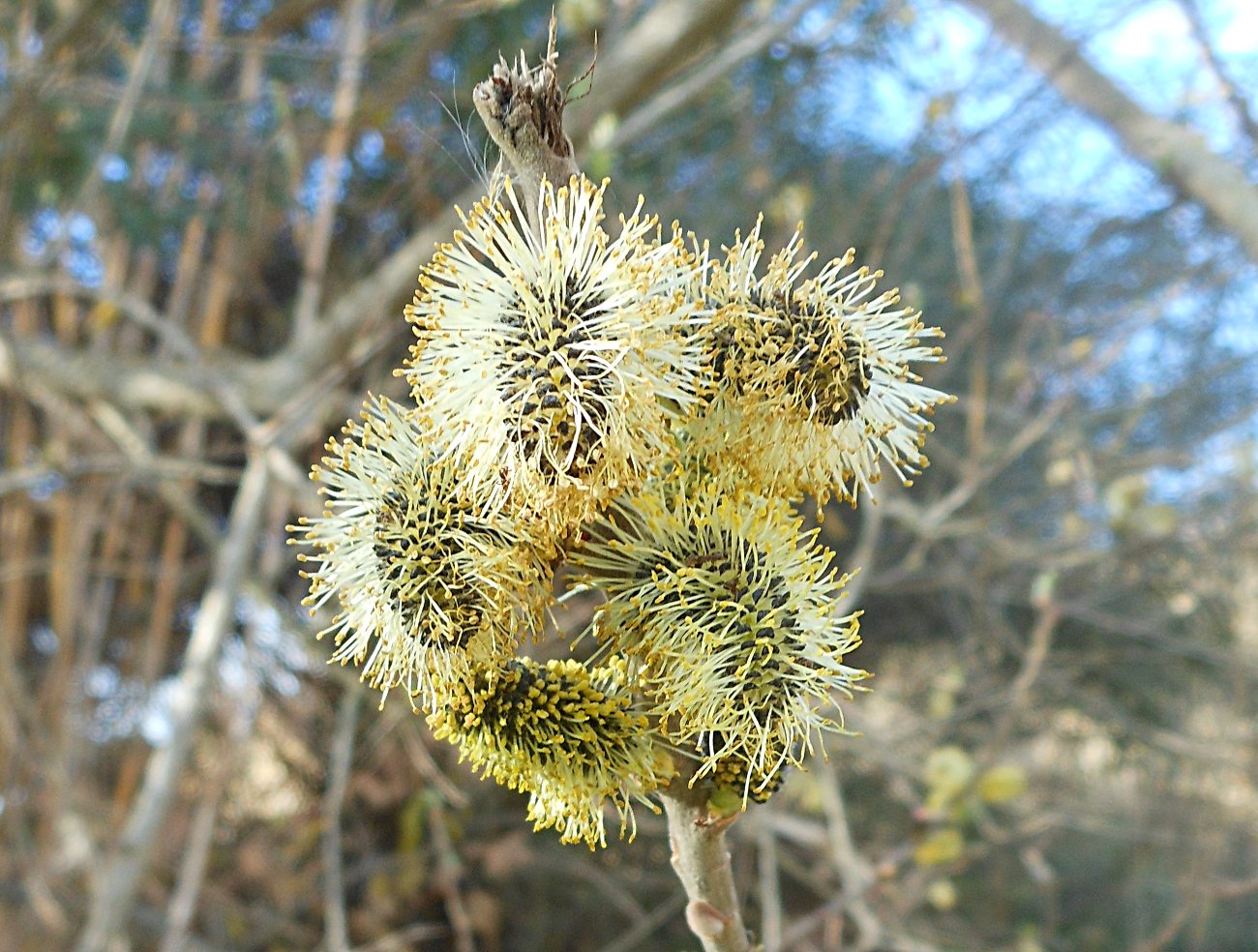 Salix atrocinerea / Salice di Gallura